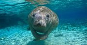 Manat Ambroży z wrocławskiego zoo bezpiecznie dotarł do Belgii