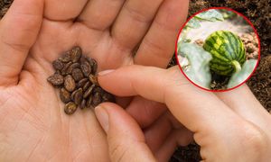 Kiedy siać arbuza na rozsadę? Ważna zasada, która wpływa na plony