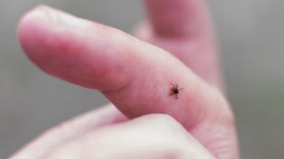 Tak wyglądają wczesne objawy boreliozy. Lekarki apelują o czujność