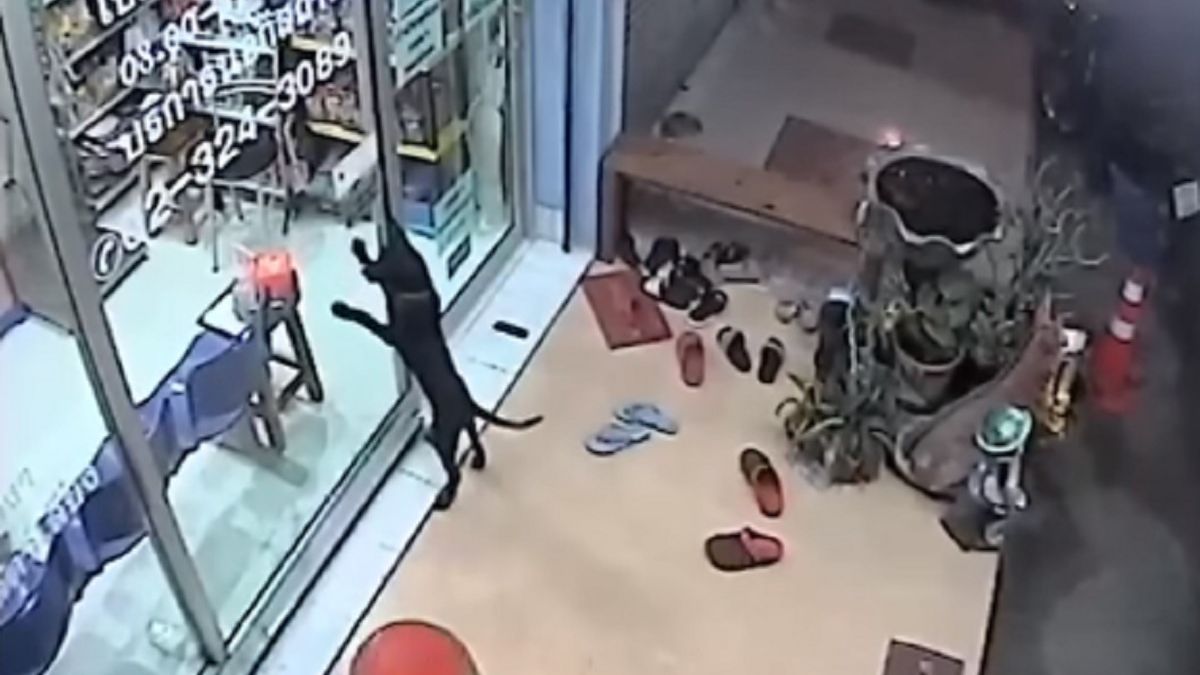 Pies szukał pomocy w odnalezieniu właściciela w klinice weterynaryjnej