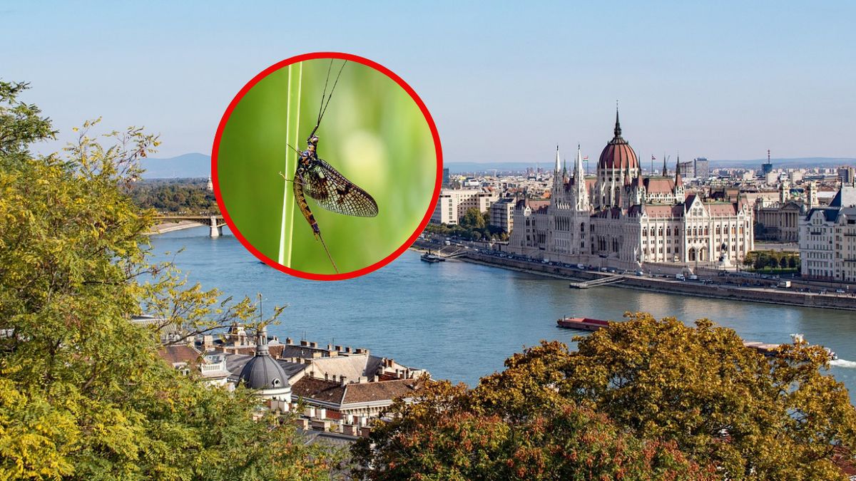 Jętki nad Dunajem/ Zdj. ilustracyjne