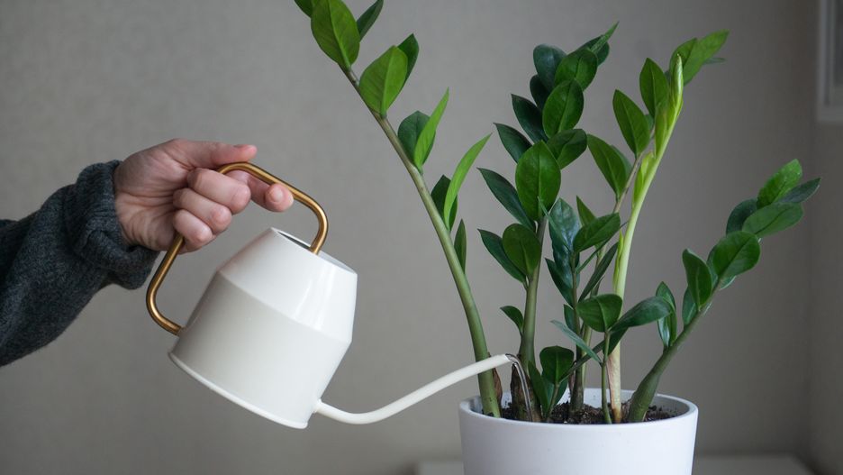 Person in grey sweater watering flower home plant zamioculcas
home cozy decor - green plant in white pot watering
flower, plant, green, potted plant, hand, hobby, home, watering, watering can, zamioculcas, household, housekeeping, houseplant, domestic, care, beautiful, housework, indoors, moistening, water, work, zuzu plant, zanzibar gem, can, closeup, house, indoor, hold, flora, nature, room, pot, background, petal, petals, zamiifolia, flower, plant, green, potted plant, hand, hobby, home, watering, watering can, zamioculcas, household, housekeeping, houseplant, domestic, care, beautiful, housework, indoors, moistening, water, work, zuzu plant, zanzibar gem, can, closeup, house, indoor, hold, flora, nature, room, pot, background, petal, petals, zamiifolia