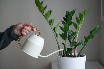 Twój zamiokulkas wygląda marnie? Zrób to przy nim w sierpniu