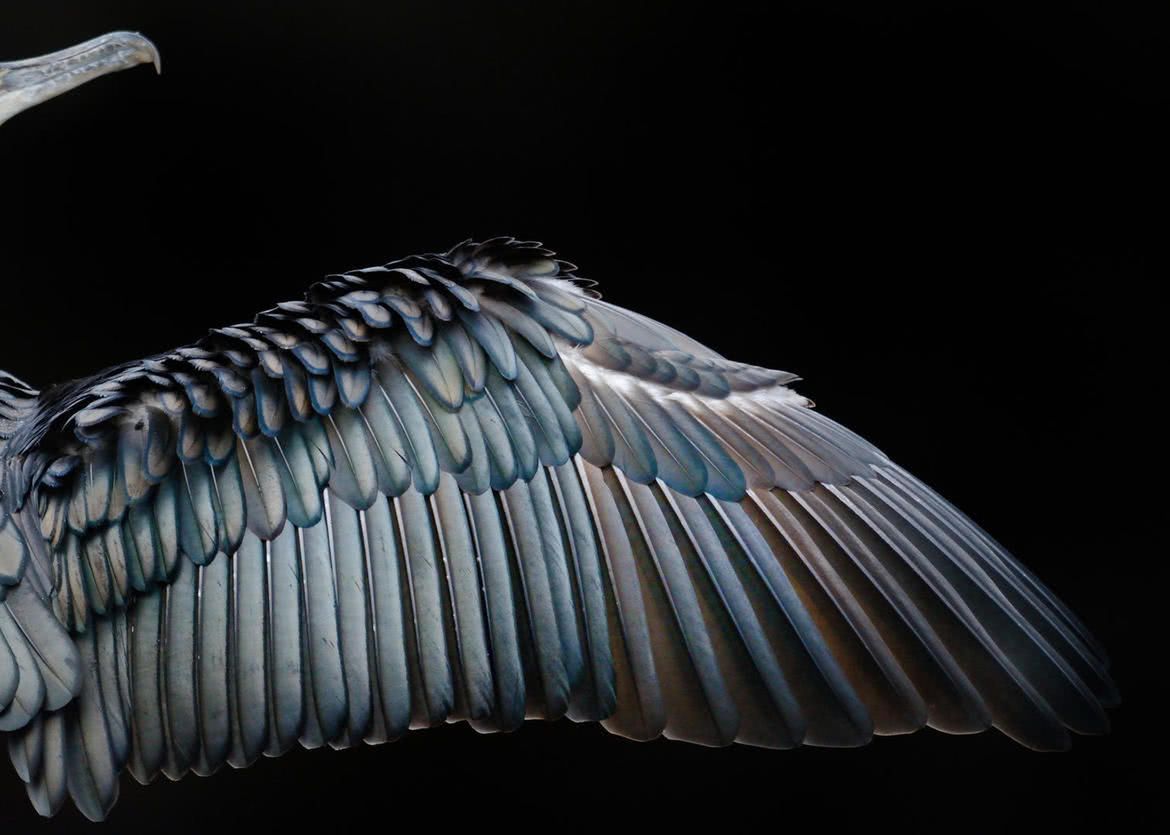 Oto najlepsze zdjęcia ptaków w konkursie Bird Photographer of the Year 2017 5