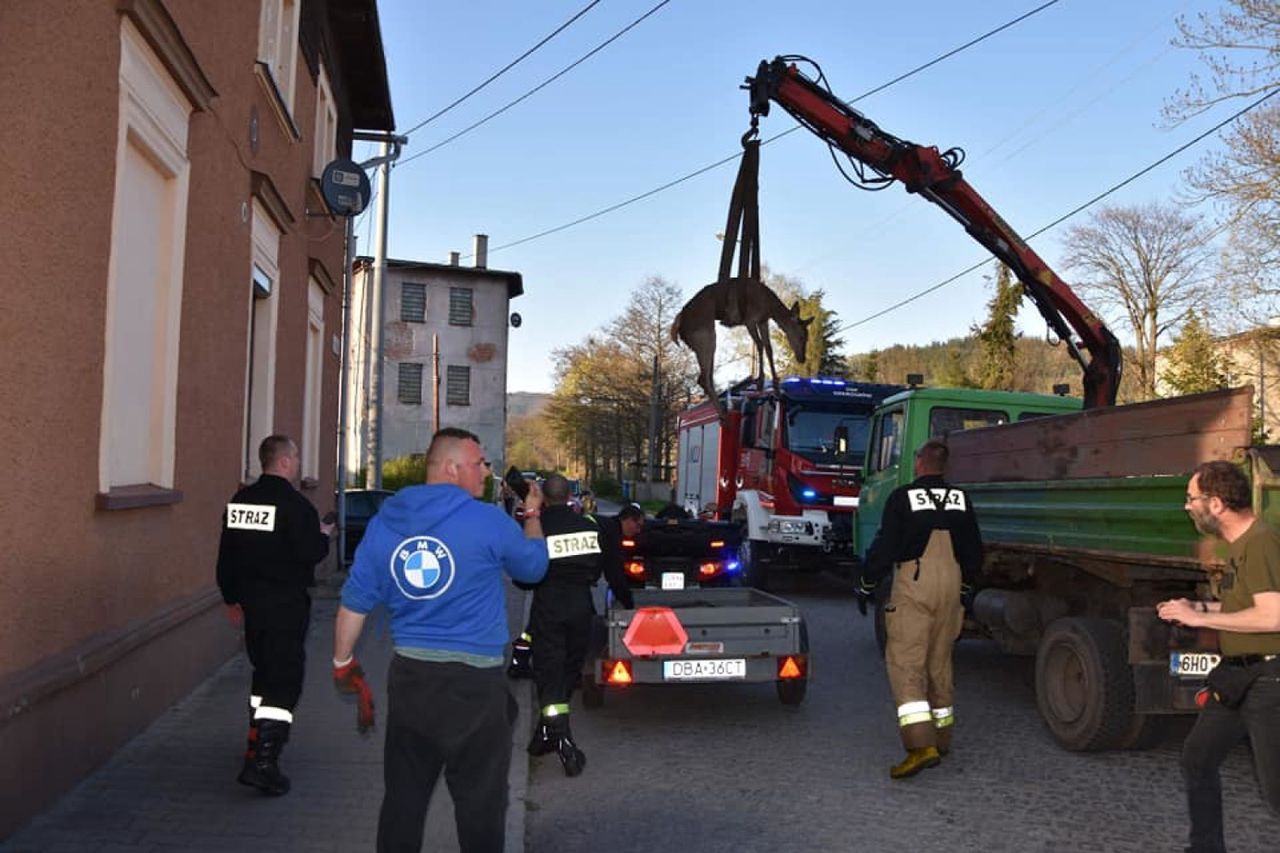 Mieroszów. Spektakularna akcja ratunkowa. Łania uciekała przed wilkami i utknęła w potoku Ścinawka. Strażacy wspomagani przez weterynarza ocalili przerażone zwierzę