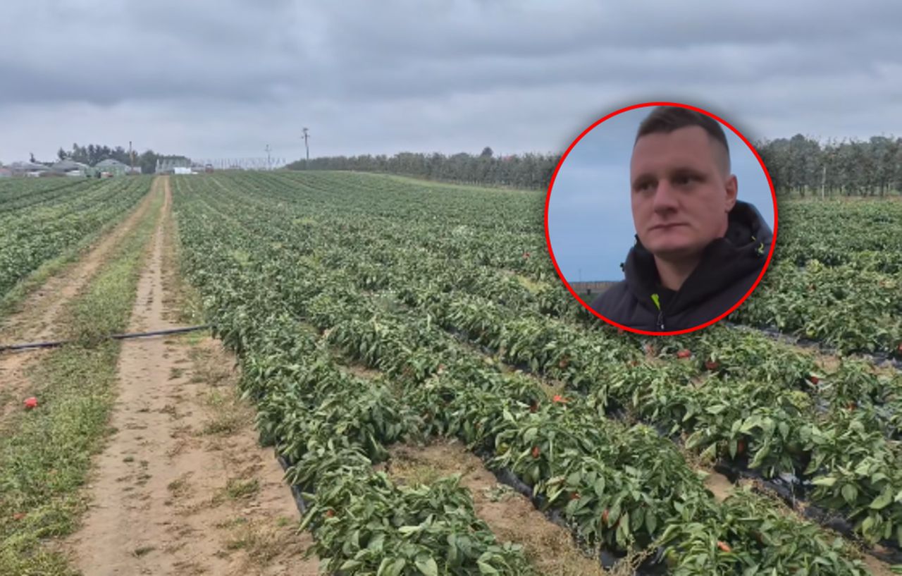 Rolnik rozdał 60 ton papryki. Teraz zabrał głos