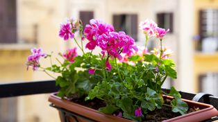 Rozsypuję to przy pelargoniach w sierpniu. Od razu wypuszczają pąki