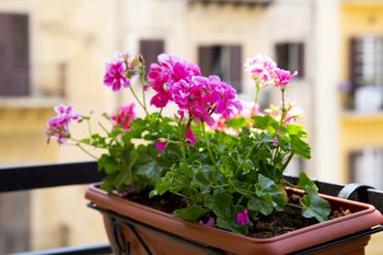 Rozsypuję to przy pelargoniach w sierpniu. Od razu wypuszczają pąki