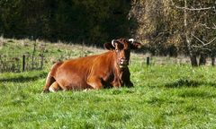 Tragedia koło Braniewa. Nie żyje mężczyzna zaatakowany przez byka