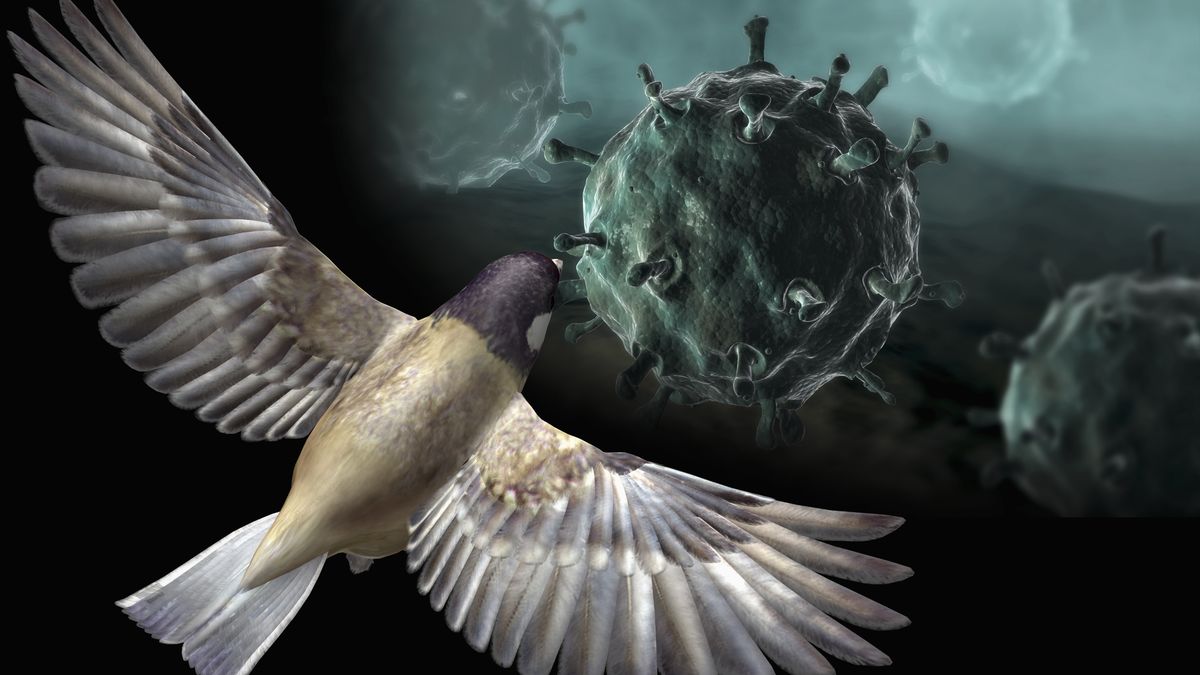 Pierwsze przypadki wirusa ptasiej grypy H5N1 w Australii