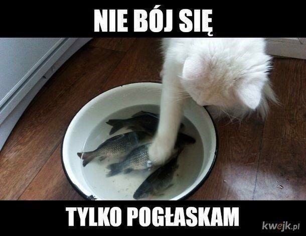 Dziś Dzień Kota. Oto memy z tej okazji 