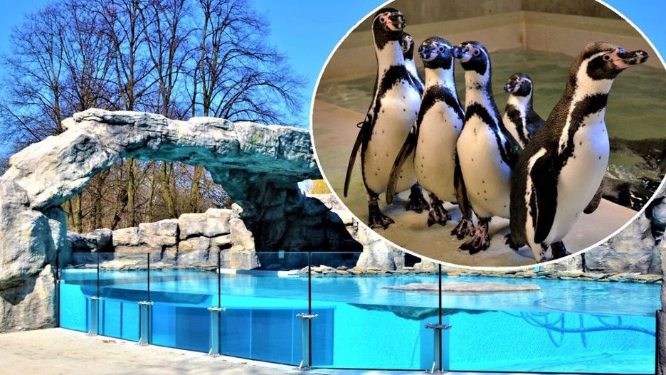 Pingwinom z chorzowskiego zoo jest już zimno