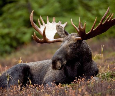 Płock. Na targowisku w centrum biegał łoś