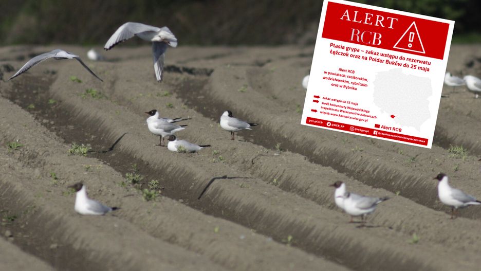 Chore mewy w Śląskiem. Zamknięte lasy i alert RCB