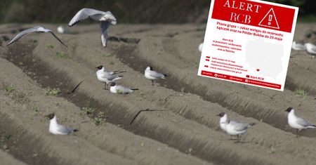 Alert RCB w trzech powiatach Śląska. Zakazy przez mewy