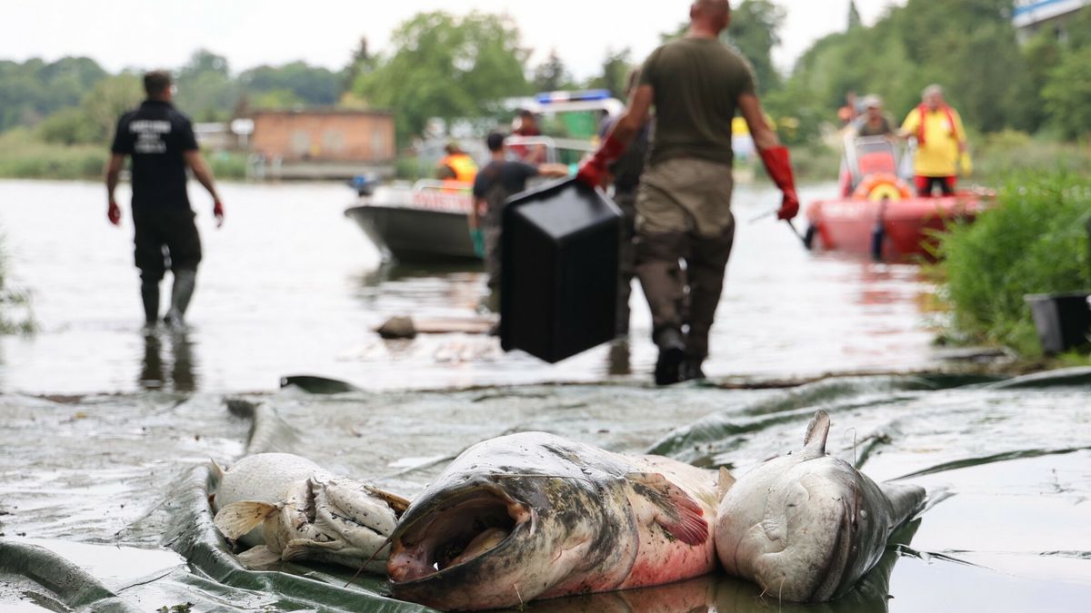 Napowietrzanie Odry w Siodle Dolnym
22.08 2022 Dziewoklicz  Akcja wydobywania ?ni?tych ryb z Odry.
Fot Sebastian Nowik/REPORTER
Sebastian Nowik/REPORTER