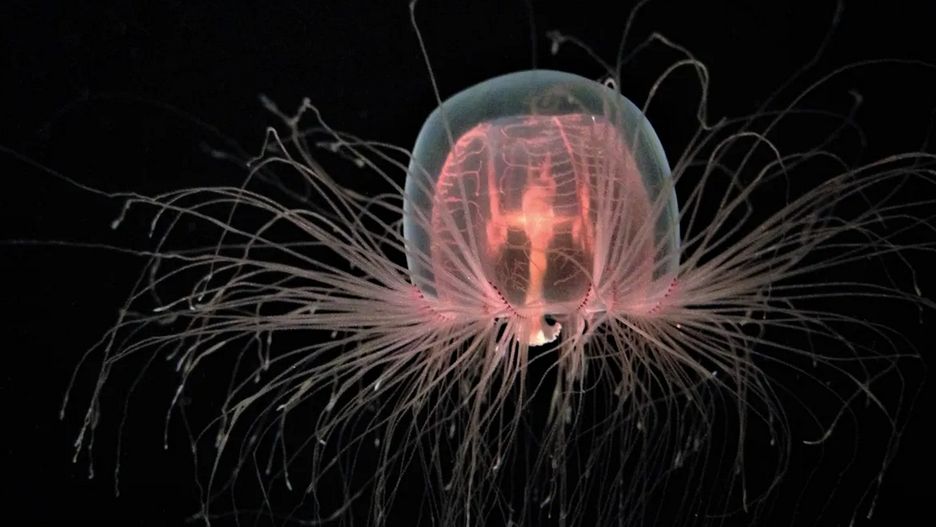 Meduza Turritopsis dohrnii