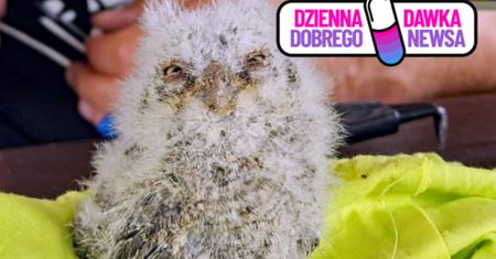 Rzadki gatunek ptaka pojawił się w Polsce. Potwierdzono lęg syczka