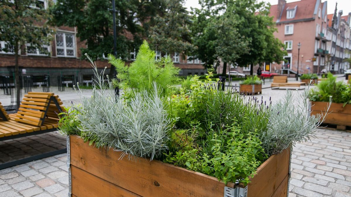 Zamiast warzywniaka - wyjdź na ulicę. Polskie miasta zamieniają się w ogródki 1