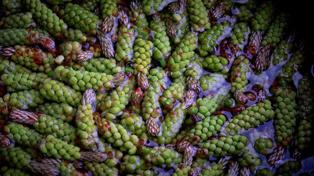 Trwa sezon na leśny skarb. Przetwory z nich wspierają odporność, trawienie i dodają energii