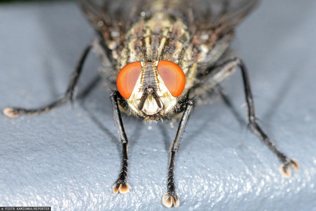 Zapachy, które przyciągają muchy jak magnes. Mamy listę