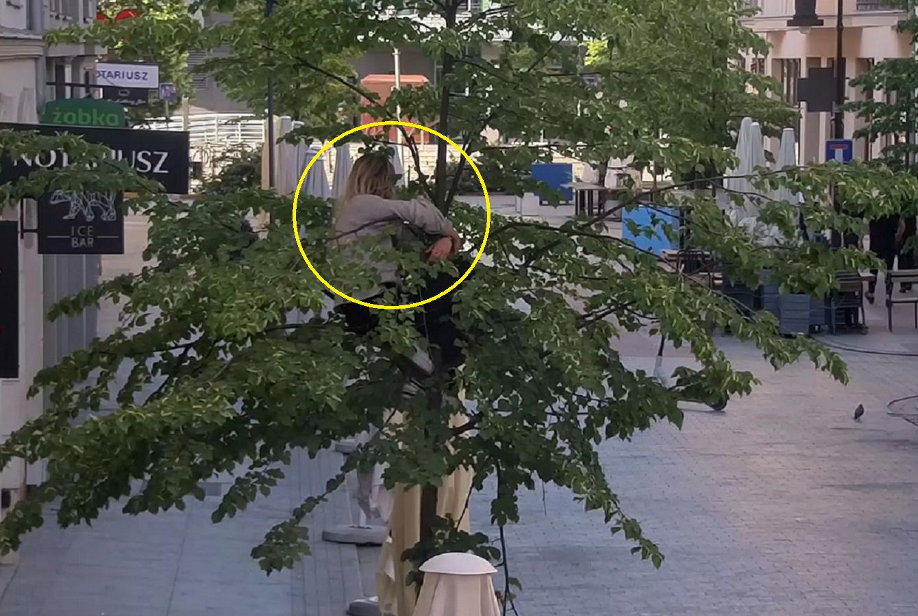 Dziwne zdarzenie w centrum Poznania. Kobieta weszła na drzewo