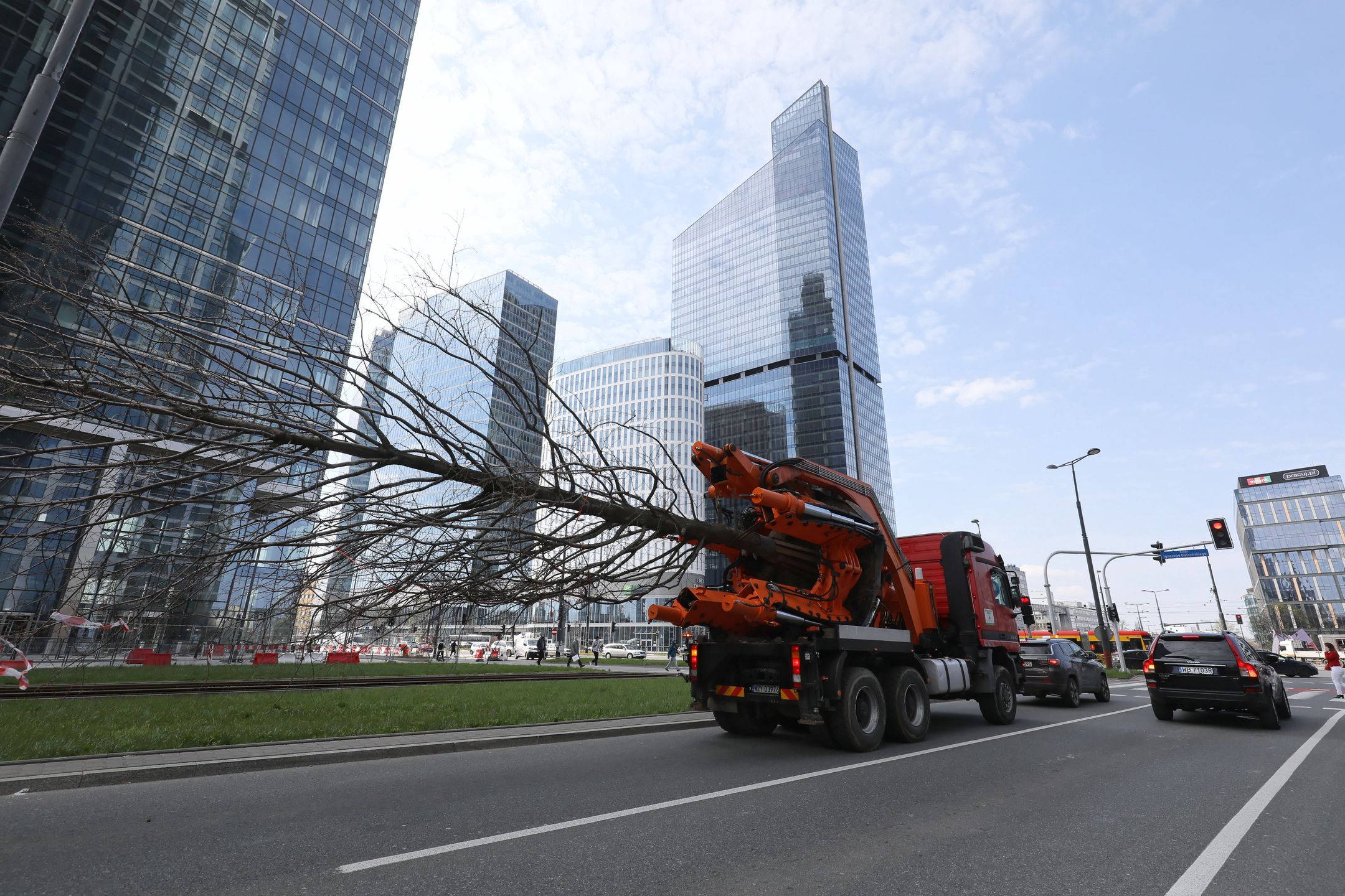 Warszawa. Trwa akcja przesadzania drzew