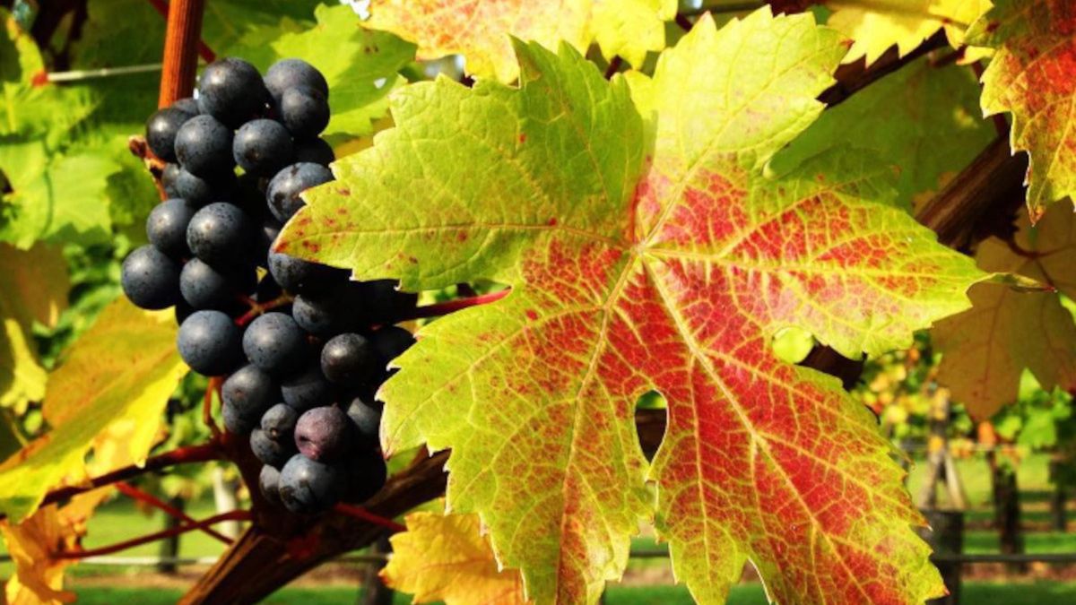 Jak zmiany klimatyczne kształtują produkcję wina?