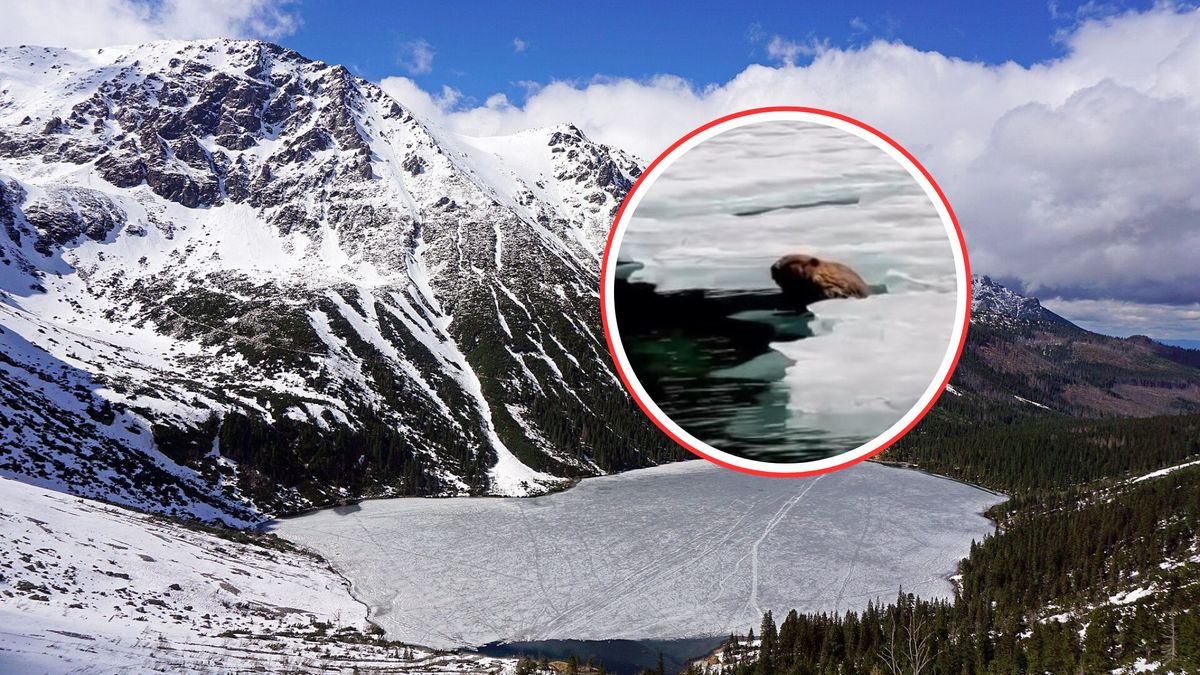 Bóbr z Morskiego Oka hitem Tatr