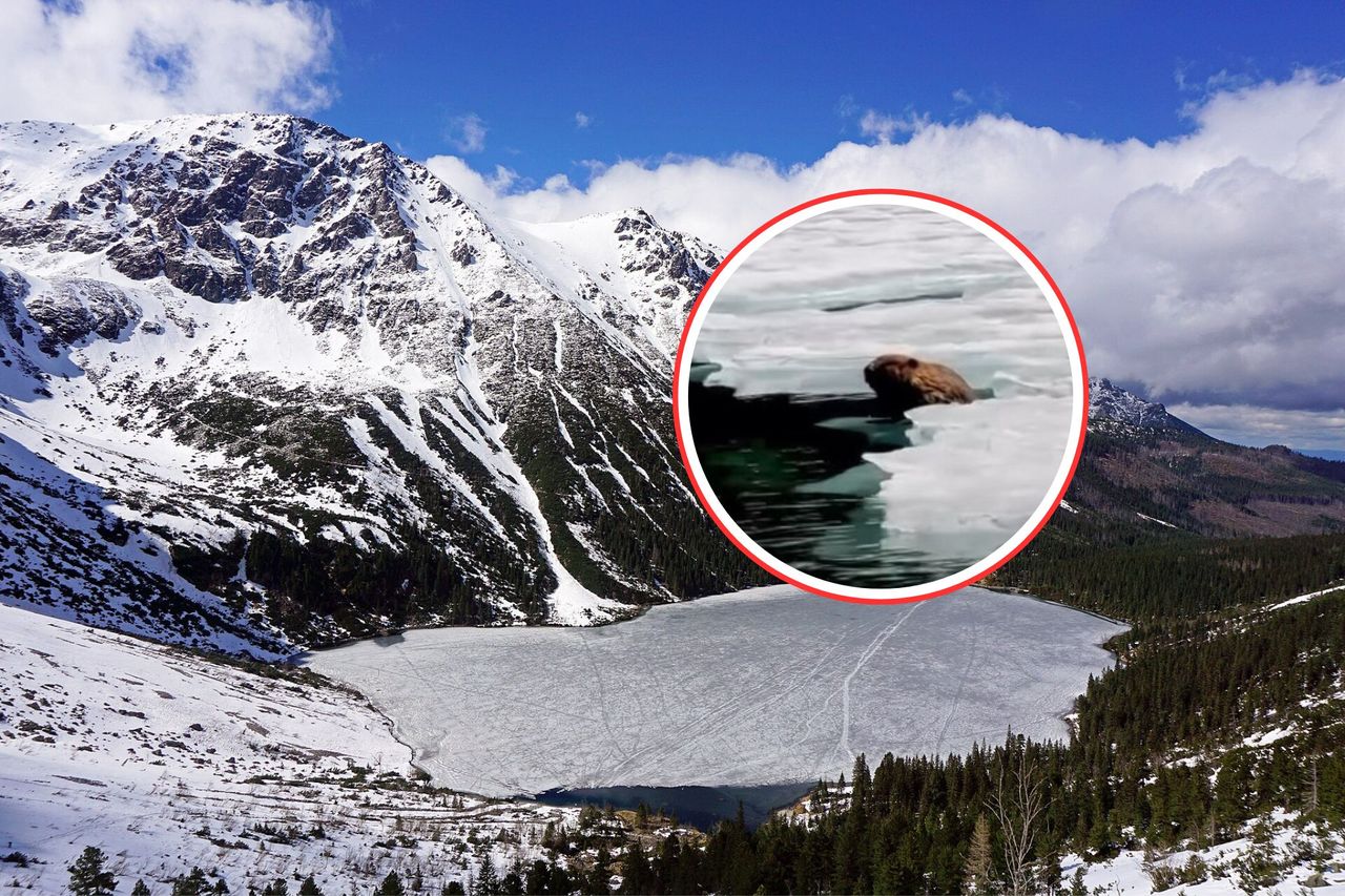 Zazwyczaj się ukrywa. Nagle niespodzianka. Pojawił się w Morskim Oku