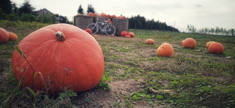 Śląsk. Dyniowe pole rośnie wokół nich…sprawdźcie, nie tylko w Halloween