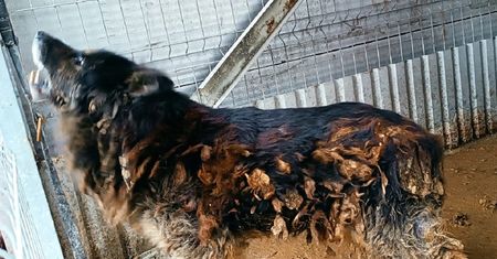Pracownicy schroniska zaniemówili. Widok Rexa ich przeraził
