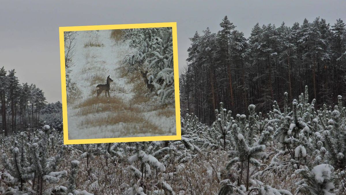 Leśnicy z Nadleśnictwa Koniecpol zachwyceni zimą i sarnami