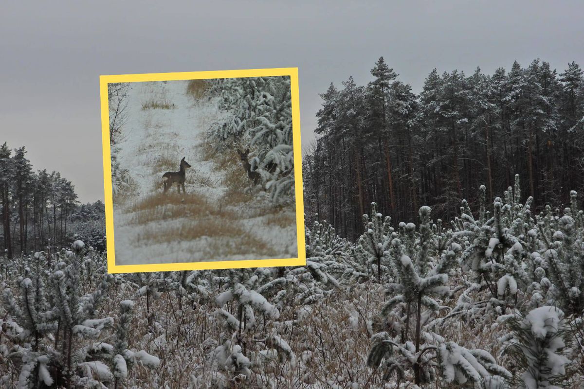Nagle wyskoczyły na ścieżkę. Leśnik aż chwycił za telefon