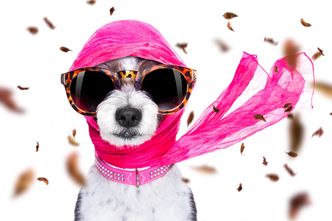 Kundelki na czerwonym dywanie