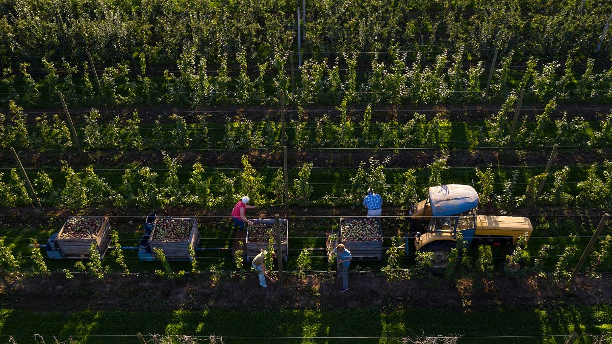 Duże straty w sadach.