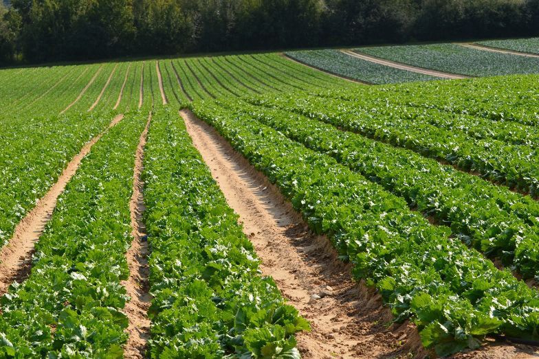 Uprawa sałaty, która trafia do polskich Big Maców.