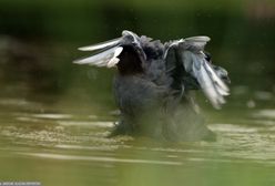 Zakaz polowań na siedem gatunków ptaków. Ministerstwo Klimatu działa