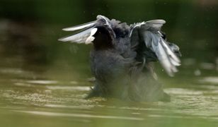 Zakaz polowań na siedem gatunków ptaków. Ministerstwo Klimatu działa