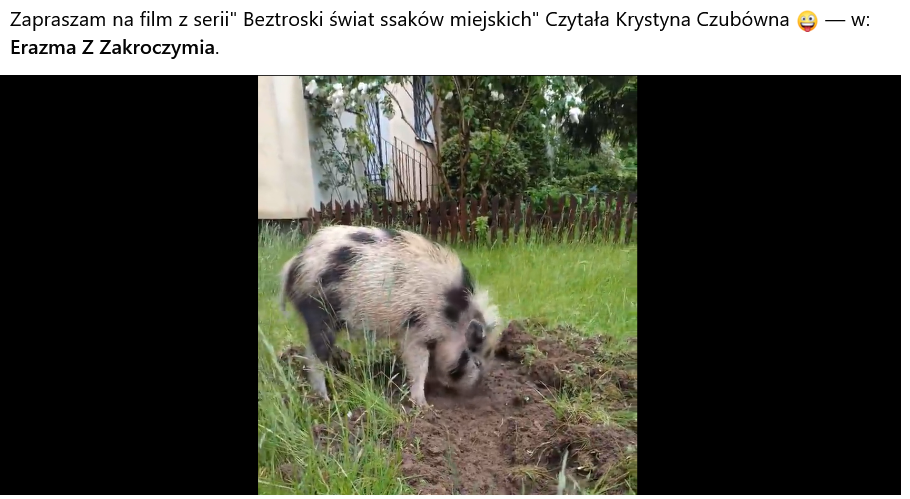 Mieszkańcy na lokalne facebookowe grupy wrzucają zdjęcia dzików.