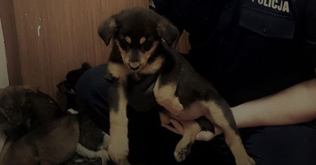 Mława. Wyrzucił szczeniaki z auta na ulicę. Policja szuka sprawcy