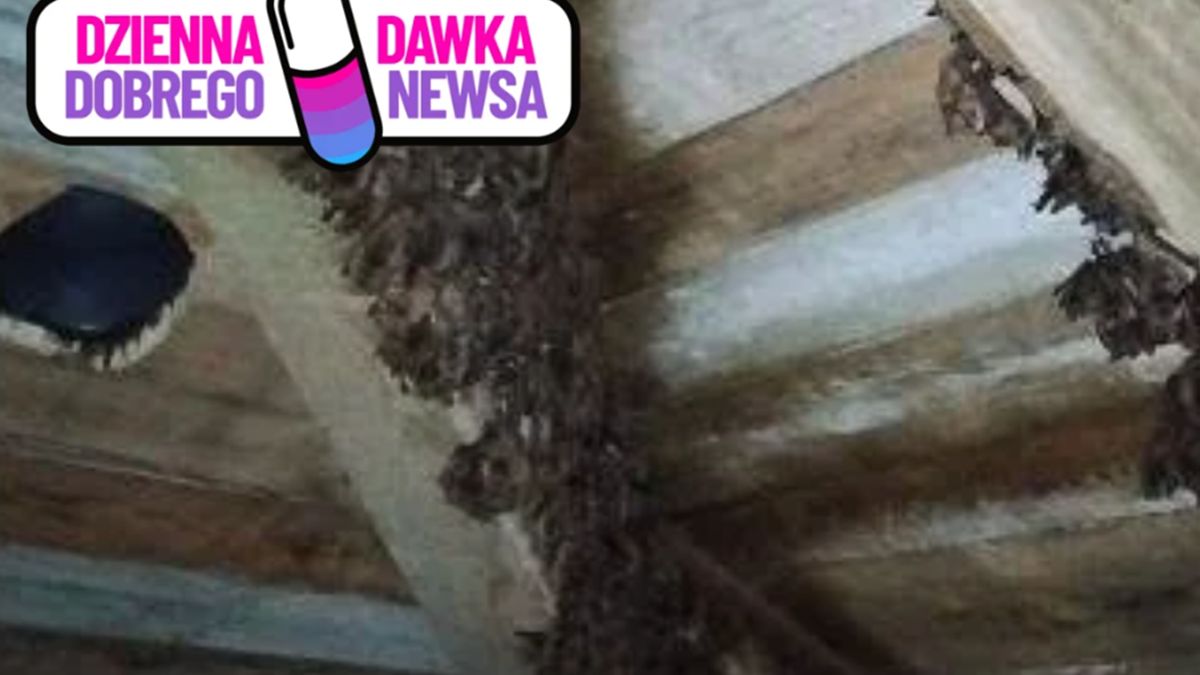 Nietoperze żyją w domu.