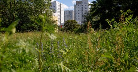 "Zakaz" koszenia trawników sposobem na walkę z suszą. Nie wszystkim się to podoba
