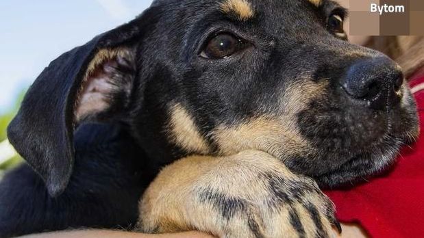 Śląskie. 47-letnia kobieta w Bytomiu wyrzuciła psa przez okno swojego mieszkania.