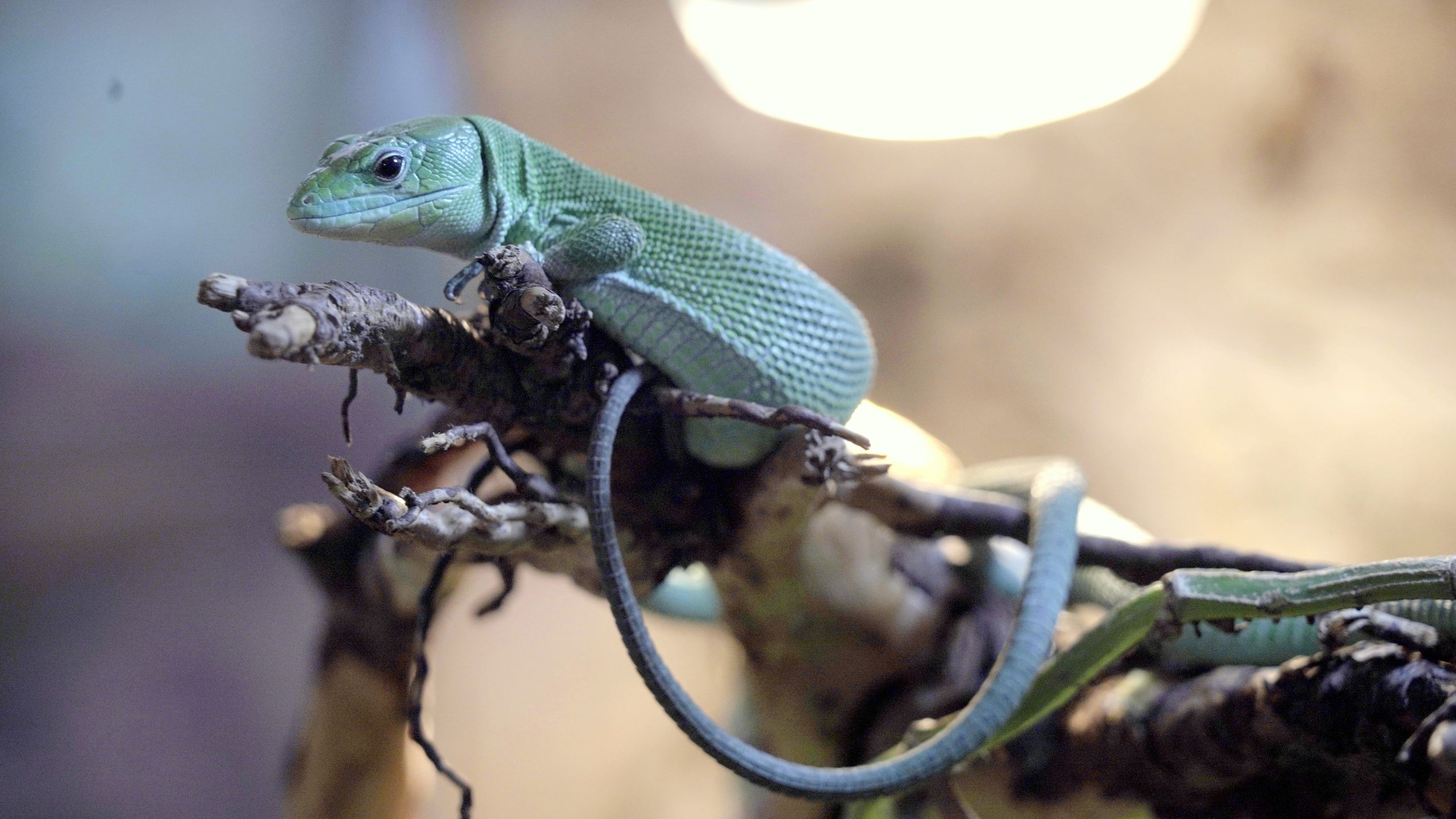 Dorosłe osobniki jaszczurki ostrobrzuchej można zobaczyć na pierwszym piętrze Terrarium.