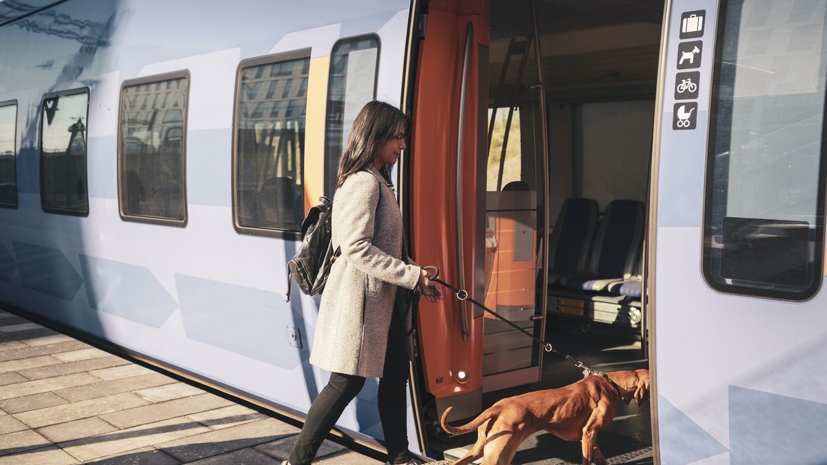 Turyści coraz częściej podróżują ze zwierzętami 