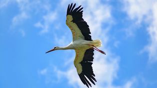 Bociany w Afryce szykują się do drogi. Kiedy dotrą do Polski?