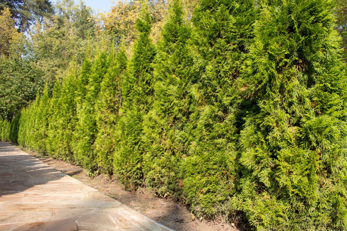 Feed your arborvitae with this summer trick for winter protection