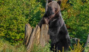 Atak niedźwiedzia na turystę w Tatrach. "Nawet nie wiem, ile razy go uderzyłem"