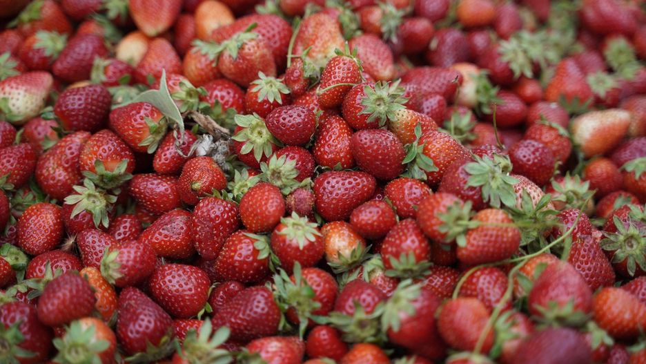 Tych truskawek nie jedz pod żadnym pozorem. Mogą być rakotwórcze